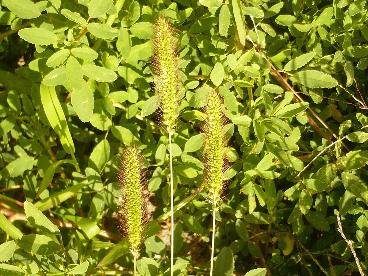 Setaria verticillata var. ambigua (Poaceae)